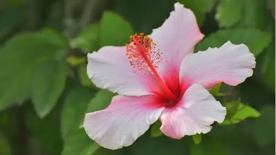 Hibiscus